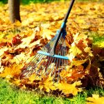 Sprzątanie terenów zielonych – jak szybko pozbyć się liści?