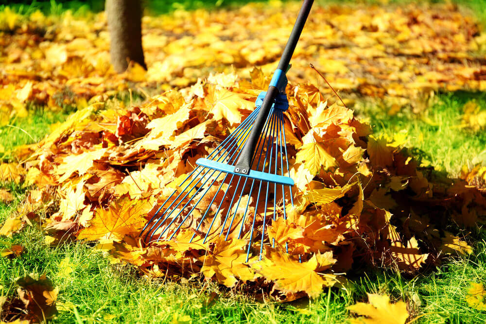 Sprzątanie terenów zielonych – jak szybko pozbyć się liści?