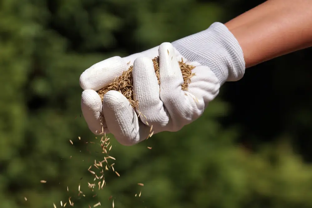 Kiedy siać trawę? Dłoń w rękawiczce trzymająca nasiona.